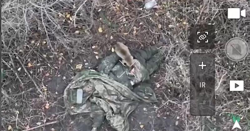 Дикий кіт завершив трапезу, поїдаючи залишки рашиста в лісі: відео пілотів 92-ї ОШБр.