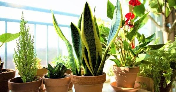 Чому домашні рослини страждають: поширені міфи та справжні причини
