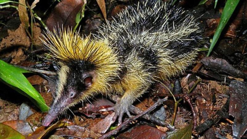 Смугастий тенрек: особливості та місця проживання цієї унікальної істоти - Цікаве 24