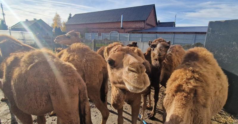 Відео сьогодні: як верблюди в біопарку