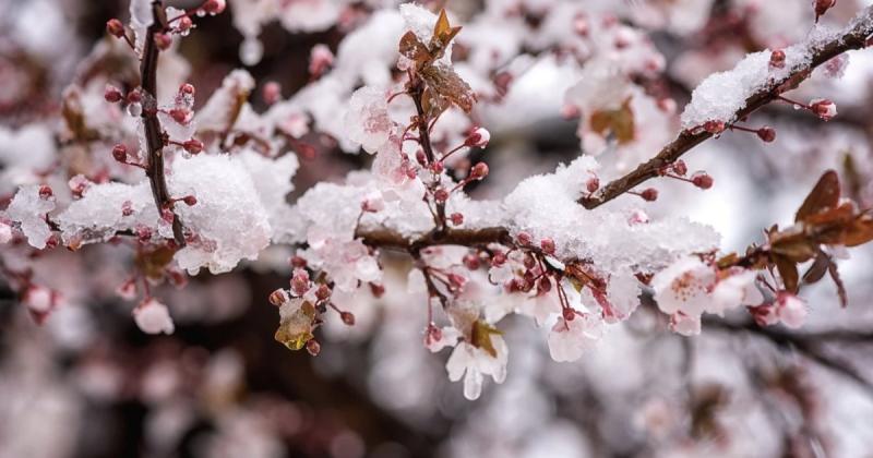 В Закарпатті очікують значні морози.