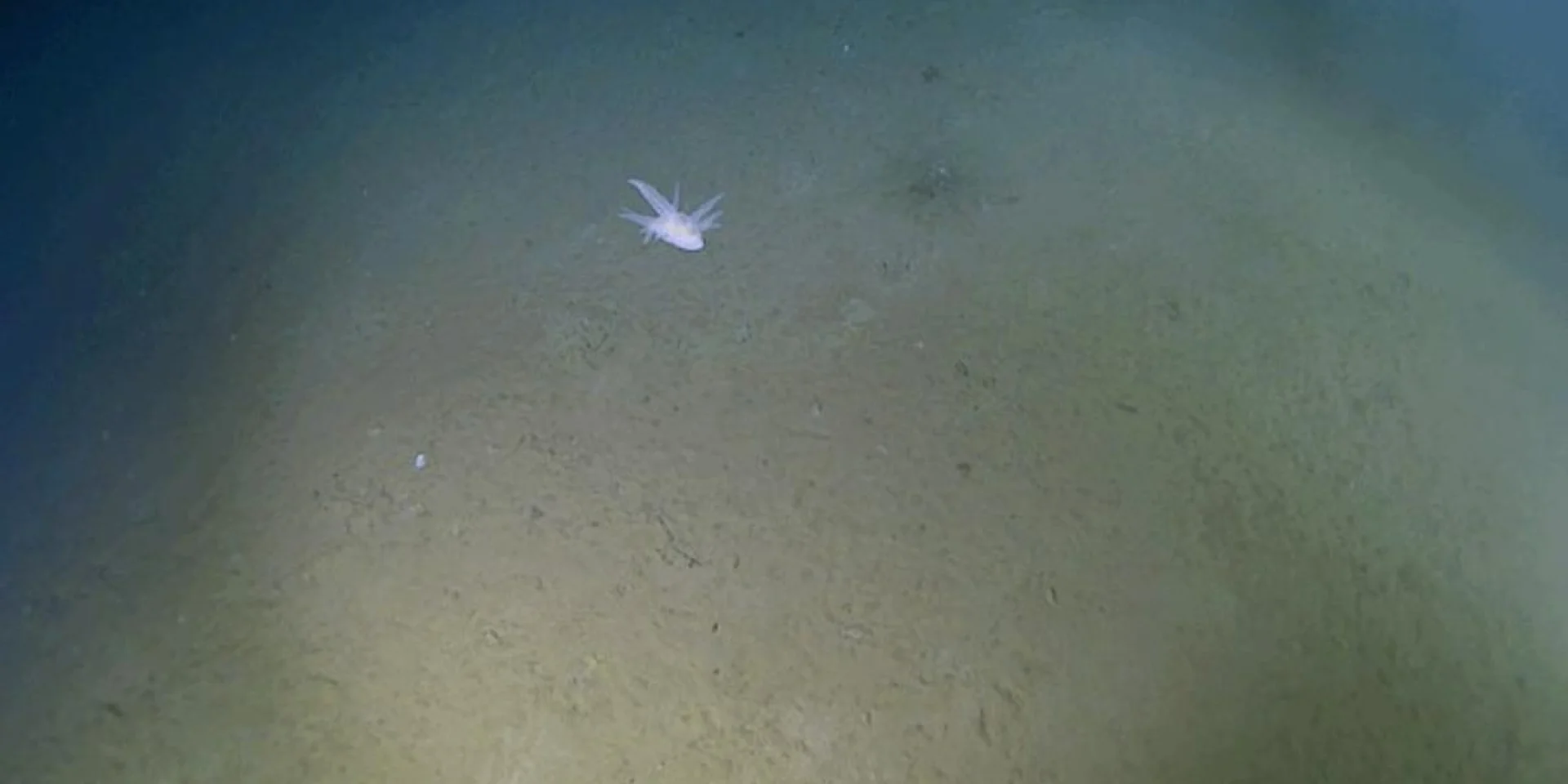 Загадки бездонних вод. У водах поблизу Японії було знайдено незвичайну істоту на глибині понад 9 тисяч метрів.