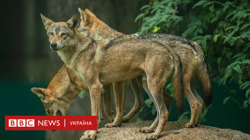 В Індії спостерігається зростання випадків викрадення дітей вовками, що викликало тривогу в суспільстві - BBC News Україна.