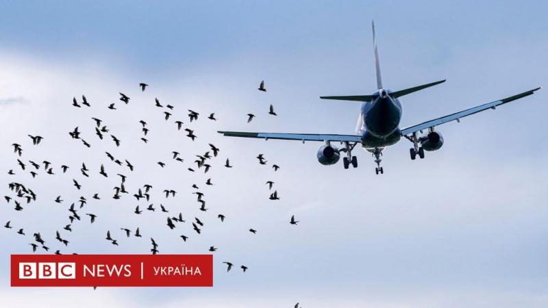 Чи здатні птахи викликати серйозні авіакатастрофи, як це сталося в Південній Кореї - BBC News Україна