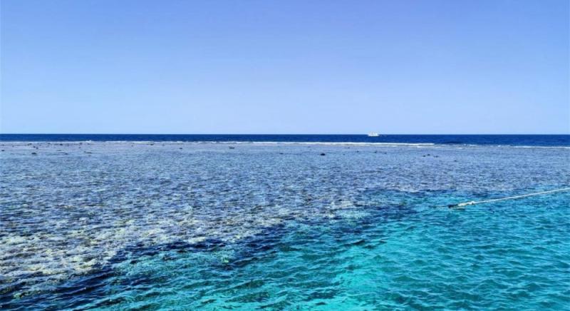 Дослідники здивували світ новим відкриттям у водах Червоного моря.