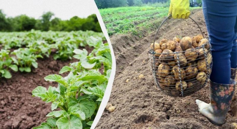 Коли і чому слід зрізати бадилля картоплі: поради від досвідчених агрономів.
