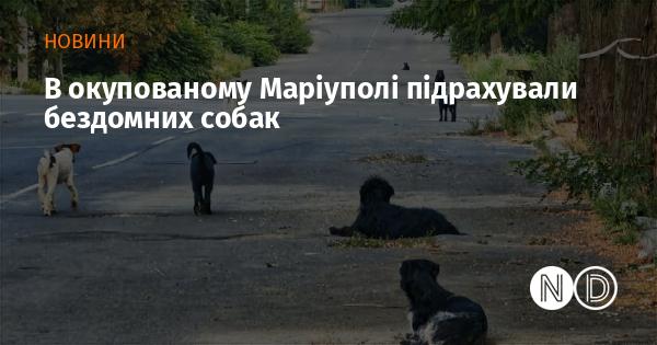 У захопленому Маріуполі провели облік безпритульних собак.