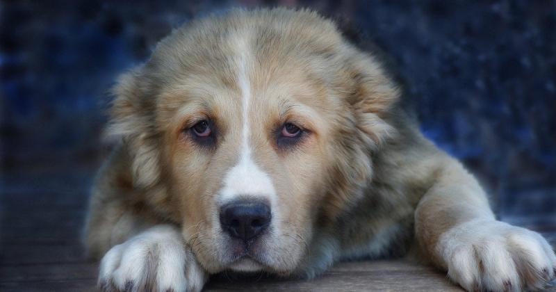 У Київській області чоловік позбавив життя собаку свого сусіда: які наслідки його чекають (фото)