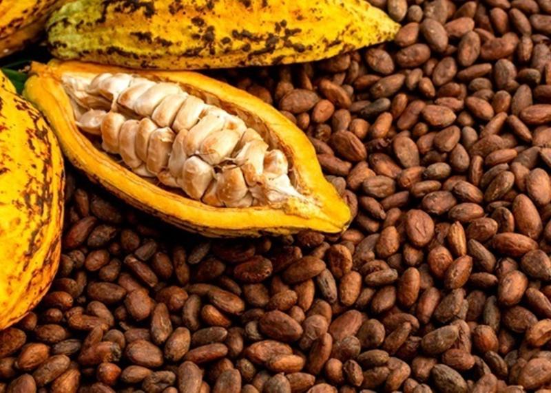 Ціни на какао-боби знижуються через прогнози про значний урожай в Африці.