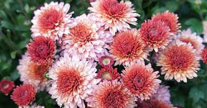 Чи варто підрізати хризантеми перед зимовим періодом, чи необхідно їх викопувати на зиму?