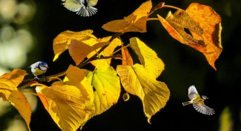 Синоптикиня Діденко оголосила конкретну дату, коли в Україні очікується справжнє потепління.