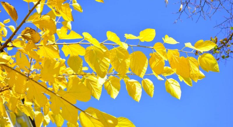 2 листопада в Україні очікується підвищення температури, яке наблизиться до позначки +20°.