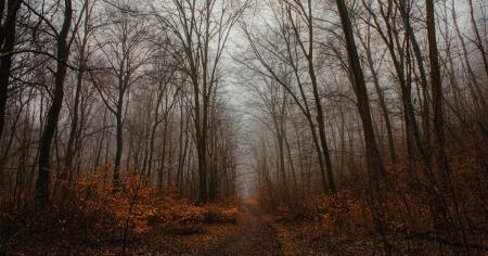 Де очікується підвищення температури до +18 градусів: прогноз погодних умов на тиждень з 3 по 9 листопада.