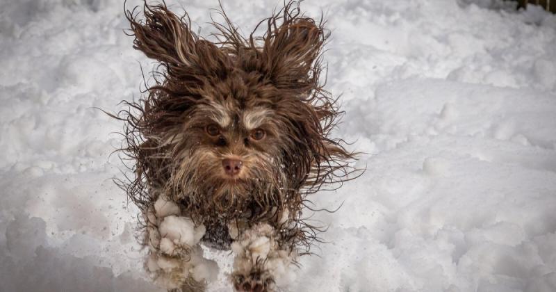 Сніг має свій унікальний аромат: кристали, що падають на місто, і ті, що вкривають безлюдні арктичні простори, відчуваються по-різному.