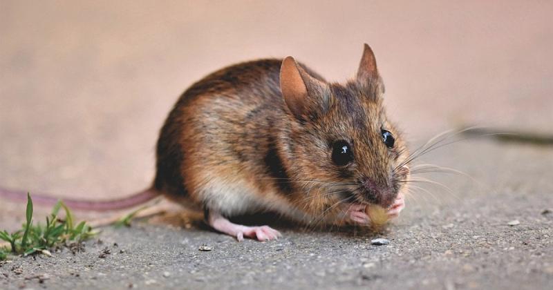 Чого остерігаються миші в домі: як вони вибирають місце для зимового притулку.
