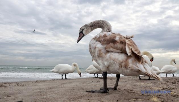 Справа Чернишова, пусті сидіння та лебеді на узбережжі.