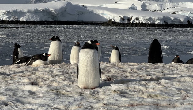 Українські дослідники Арктики продемонстрували підводний світ пінгвінів.