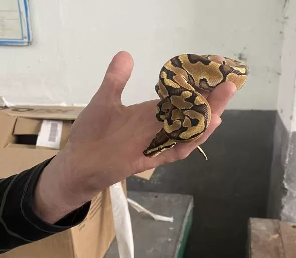 Айфони, наркотичні засоби та рідкісні тварини: Львівська митниця підвела підсумки найзначніших правопорушень 2025 року | Основні новини України