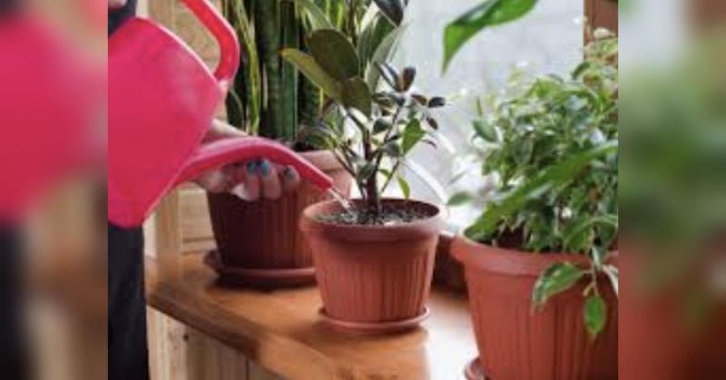 Оптимально займатися цим вранці: важливі аспекти зимового поливу кімнатних рослин.