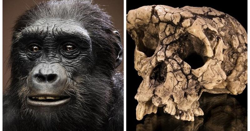 Найдавніший предок Homo sapiens: дослідники встановили, яка істота вперше навчилася пересуватися на двох ногах.