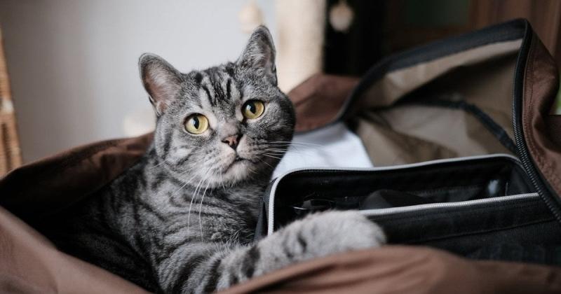 Чому коти відчувають страх перед пилососом і феном: несподіване відкриття дослідників.