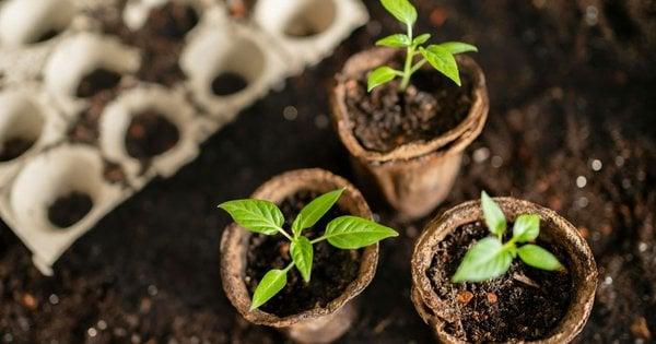 Як виростити здорову розсаду навесні: поради з підготовки насіння взимку.