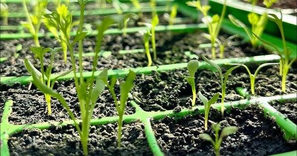 Зміни в поливі: які особливості догляду за розсадою до і після появи перших сходів?