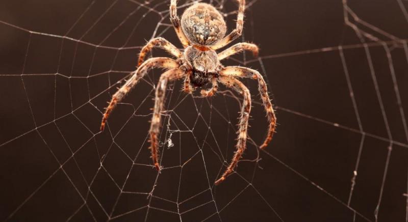 Сотні мільйонів років тому існувала невідома павукоподібна істота з хвостом: як таке могло статися?