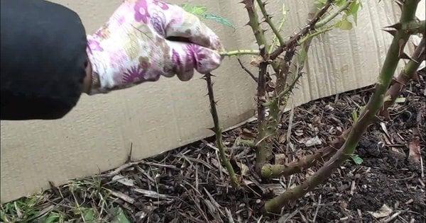 Троянди під загрозою: чому стандартне зимове укриття може стати фатальним для ваших рослин.