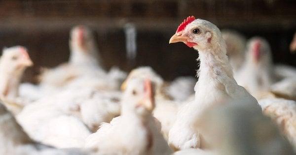 Забудовники з Львова виставили на продаж збиткову птахоферму поблизу Жовкви за 680 тисяч доларів.