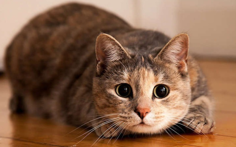 10 заборонених дій щодо вашого кота, які слід уникати