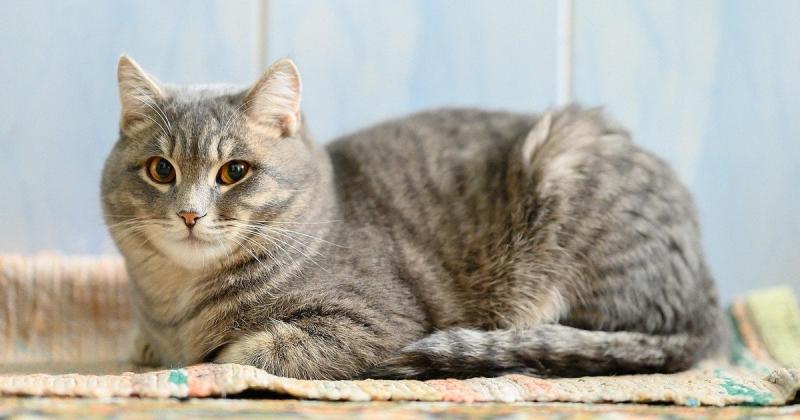 Відкрито таємниці мови тіла кішок: які насправді значення їхніх поз.