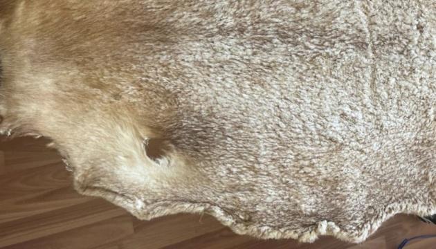 БЕБ виявило значну контрабанду хутра на суму понад 11 мільйонів гривень.