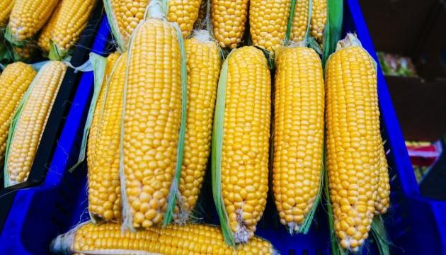 USDA зменшило очікування щодо експорту кукурудзи з України.