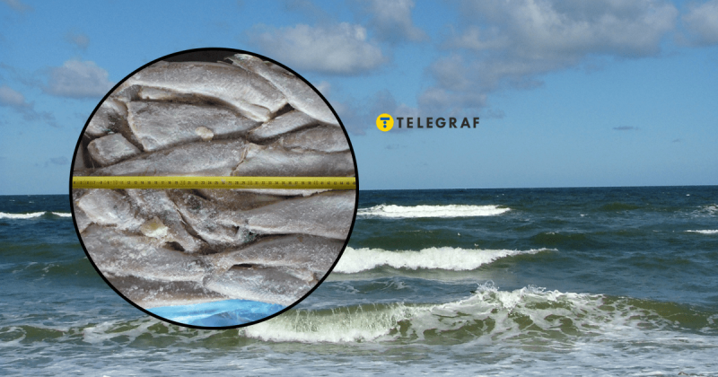 Цю рибу завжди реалізують без голови, і на це є дві несподівані причини (фото)