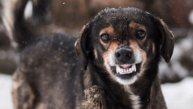 У селищі Буди, що на Харківщині, оголошено карантин у зв'язку з випадком сказу у собаки - інформує 