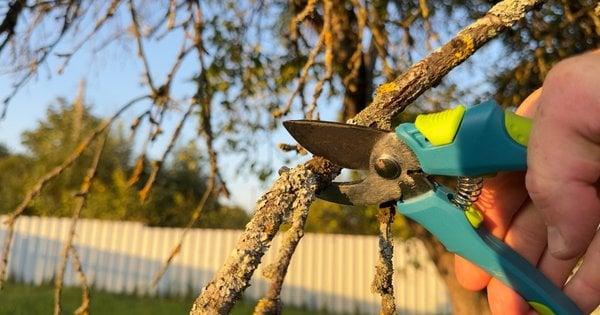 Навесні не варто проводити обрізку: п'ять видів садових рослин, які цвітуть на вже сформованих гілках.