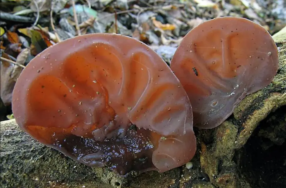 Які гриби можна виявити в лісі в березні - На заслуженому відпочинку