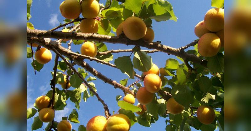 Як правильно формувати абрикос навесні, щоб дерево щороку приносило багатий урожай.