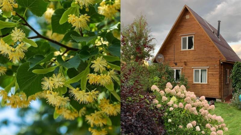 Чи дозволено висаджувати липу поруч із житлом - яке ставлення українців до цього дерева?