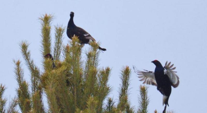 Поруч із ЧАЕС тетеруки розпочали свої демонстраційні ритуали. Дослідники роз'яснили, що це означає.