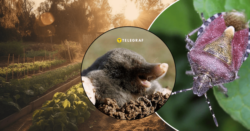 Ця культура допоможе позбутися від клопів і кротів: як правильно її висадити на городі.