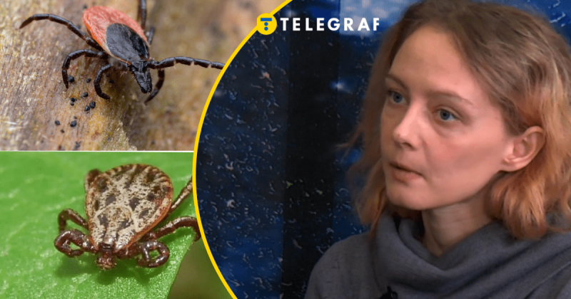 Кількість кліщів зросла не без причини: які основні ризики та як захистити себе?