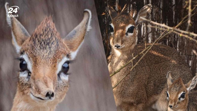 Дікдік Дотті з'явився на світ у британському зоопарку. Яка це тварина? Який у неї вигляд? Давайте подивимося на фото!