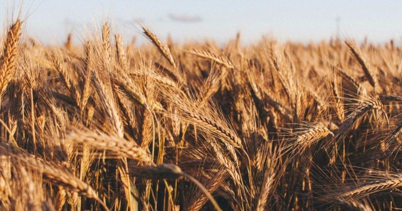 Очікується, що валовий урожай зернових в Україні складе 58,2 мільйона тонн, згідно з прогнозами Delo.ua.