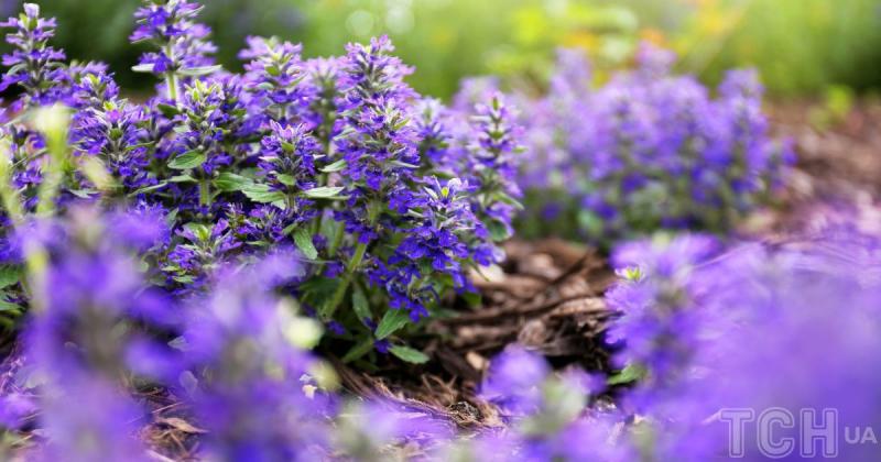 Які рослини можуть подолати бур'яни: 5 чудових варіантів для вашої клумби